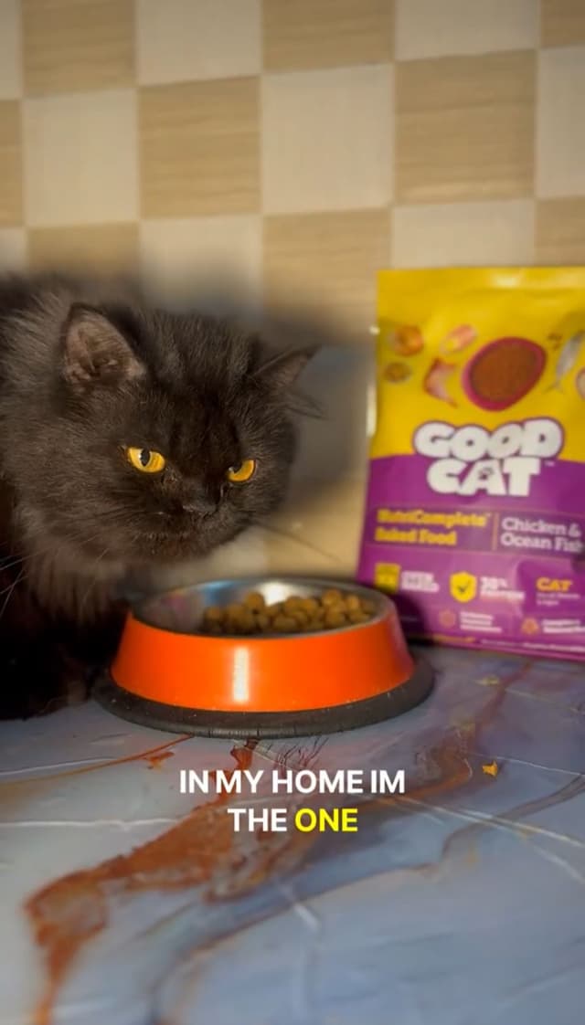 Good Cat  India