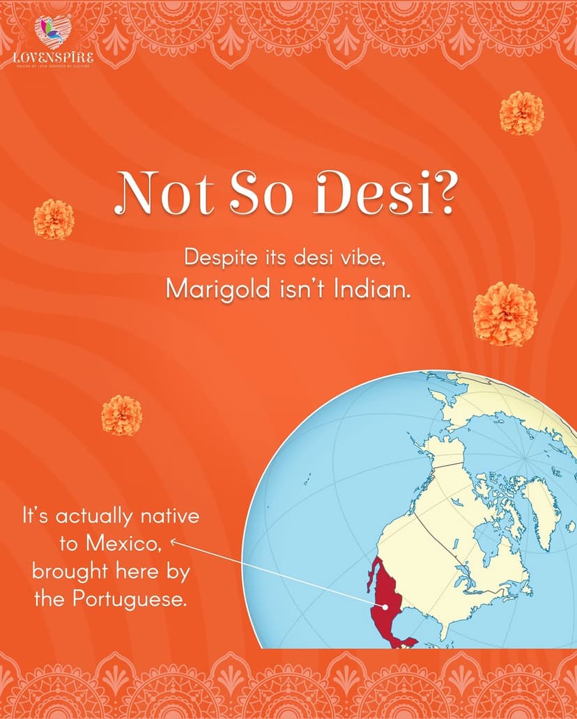 image slide 5